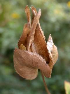 Malope 'Vulcan', seed head