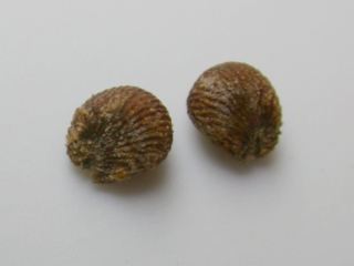 Malope 'Vulcan',seeds