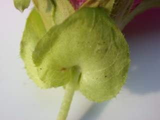 Malope 'Vulcan', epicalyx segment