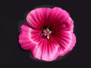 Malope 'Vulcan', flower