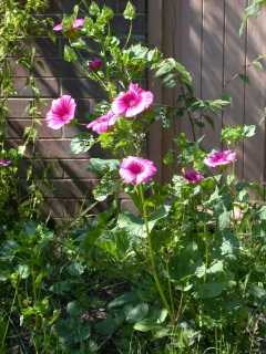 Malope 'Vulcan', in flower