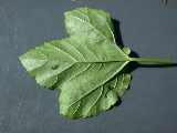 leaf (underside)