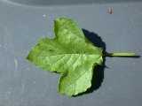 leaf (upperside)