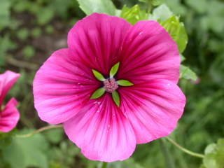 Malope trifida 'Excelsior', flower
