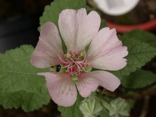 pink sport of Malva 'Parkallee', flower