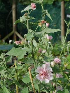 Malva 'Parkfrieden', flowering shoot