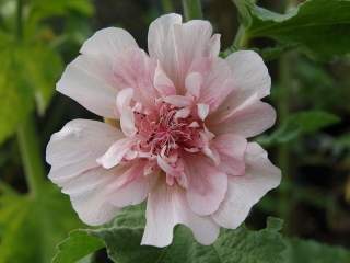 Malva 'Parkfrieden', flower