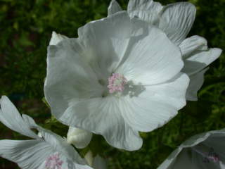 Malva moschata alba, flower