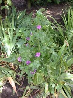 Malva sylvestris, in flower