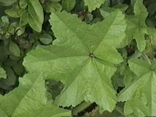 Malva sylvestris, leaf