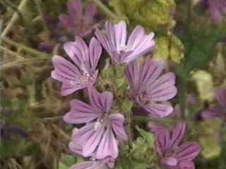 Malva sylvestris, flower