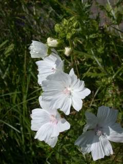 Malva moschata alba, flowers