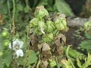 Malva moschata alba,fruits