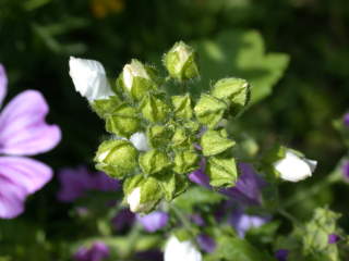 immature inflorescence