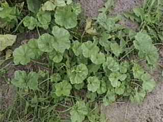 Malva sylvestris