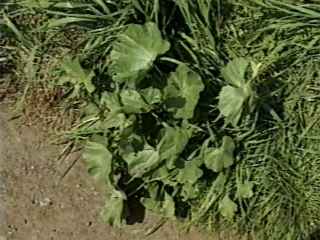 Malva sylvestris