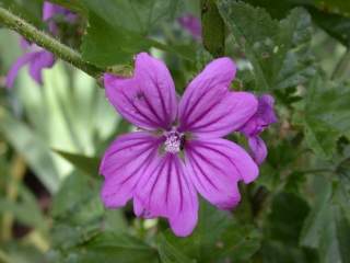 Malva sylvestris, flower