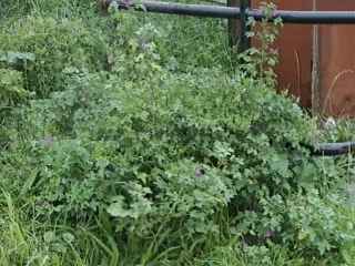 Malva sylvestris