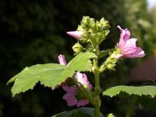 Malva sylvestris 'Braveheart', inflorescence