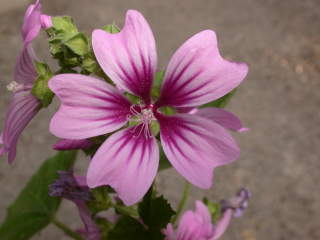 Malva sylvestris 'Braveheart' x durieui, flower