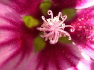 Malva sylvestris 'Braveheart' x durieui, eye of flower