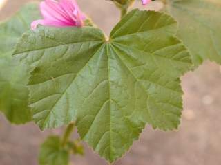 Malva sylvestris 'Braveheart' x durieui, leaf