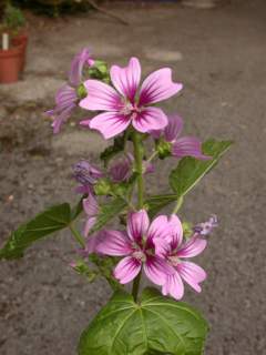 Malva sylvestris 'Braveheart' x durieui, infloresence