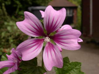 Malva sylvestris 'Braveheart' x durieui, flower