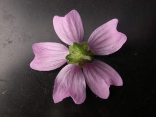 Malva sylvestris 'Braveheart' x durieui, reverse of flower