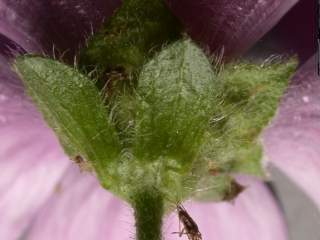 Malva sylvestris 'Braveheart' x durieui, epicalyx and calyx