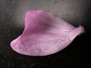 Malva sylvestris 'Braveheart' x durieui, petal (under side)