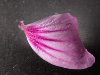 Malva sylvestris 'Braveheart' x durieui, petal (upper side)