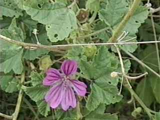 Malva sylvestris, flower