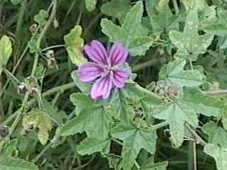 Malva sylvestris, flower