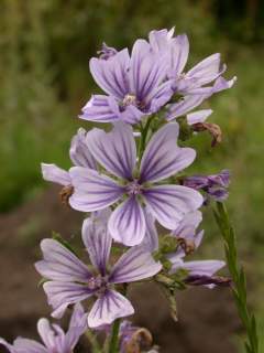 Malva sylvestris 'Marina', flowers