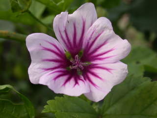 Malva sylvestris 'Zebrina' flower