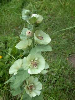 Malva 'Parkallee', flowers