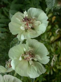 Malva 'Parkallee', flowers