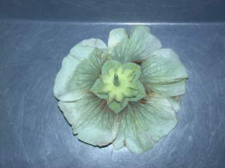 Malva 'Parkallee', reverse of flower