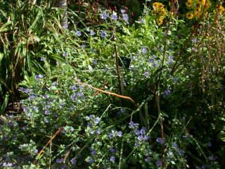 Malva sylvestris 'Primley Blue' in flower