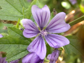 Malva sylvestris 'Primley Blue' flower