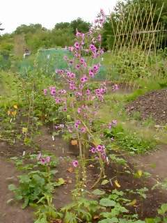 Malva sylvestris 'Braveheart' x durieui, in flower