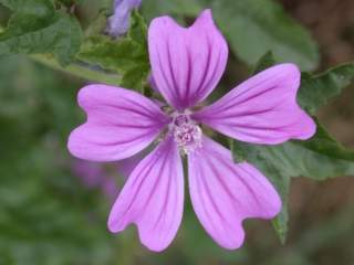 Malva sylvestris, flower