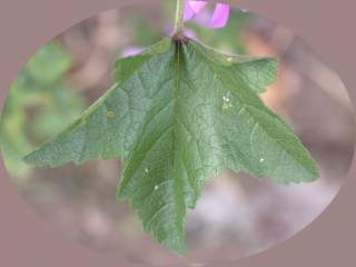 Malva sylvestris, leaf