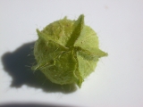 immature fruit (upper view)
