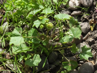 Malva parviflora