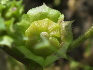 Malva parviflora, fruit