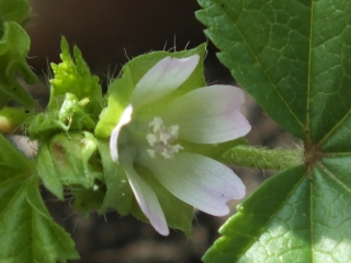 Malva parviflora, flower