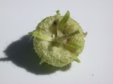 immature fruit (under side)