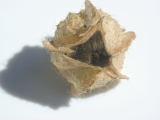 mature fruit